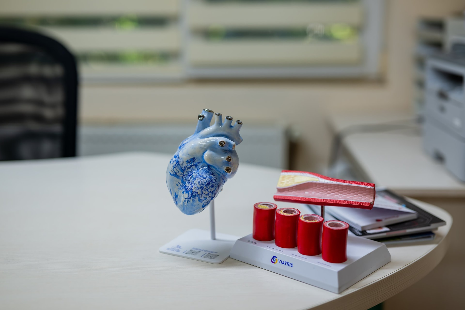 Modele anatomice de inimă și arteră folosite la explicațiile din cabinet